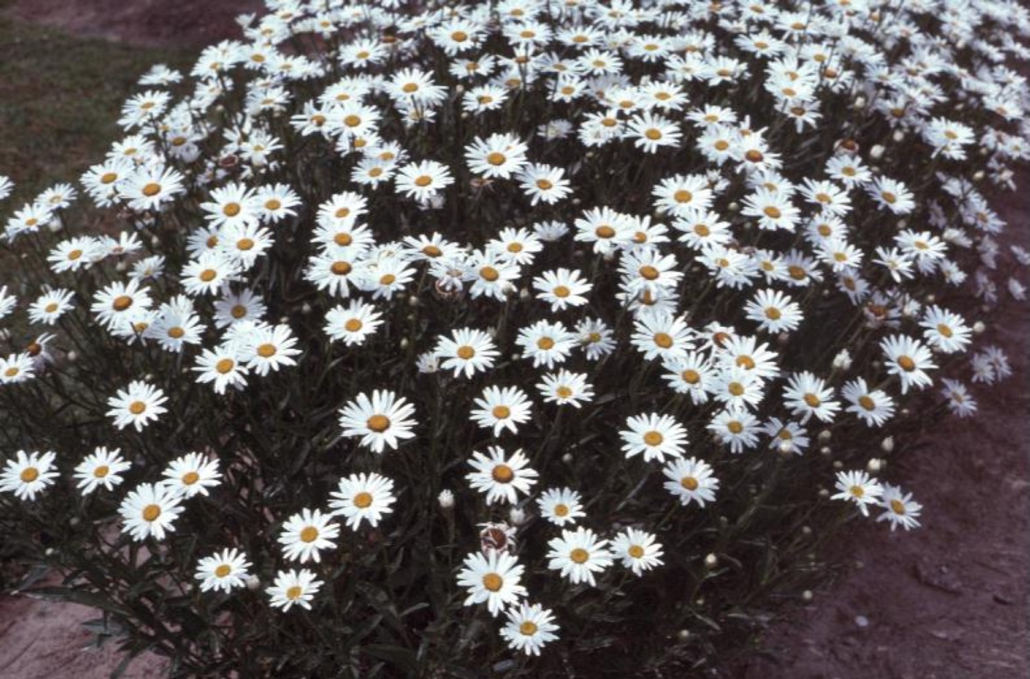 Online Plant Guide Chrysanthemum x superbum / Shasta Daisy